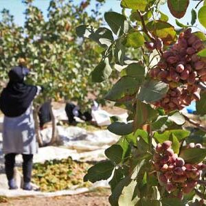 Good news for Iranian pistachio farmers.