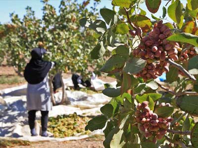 Good news for Iranian pistachio farmers.