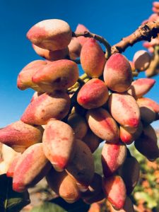 iran pistachio forecast for 2019