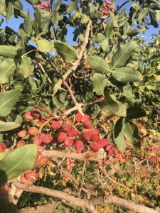 Iran pistachio bloom