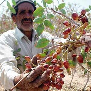   Iranian pistachios new  outlook