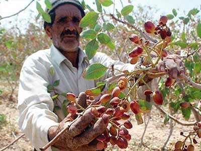   Iranian pistachios new  outlook