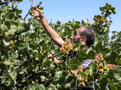 Insight  Iranian pistachios crop  2019