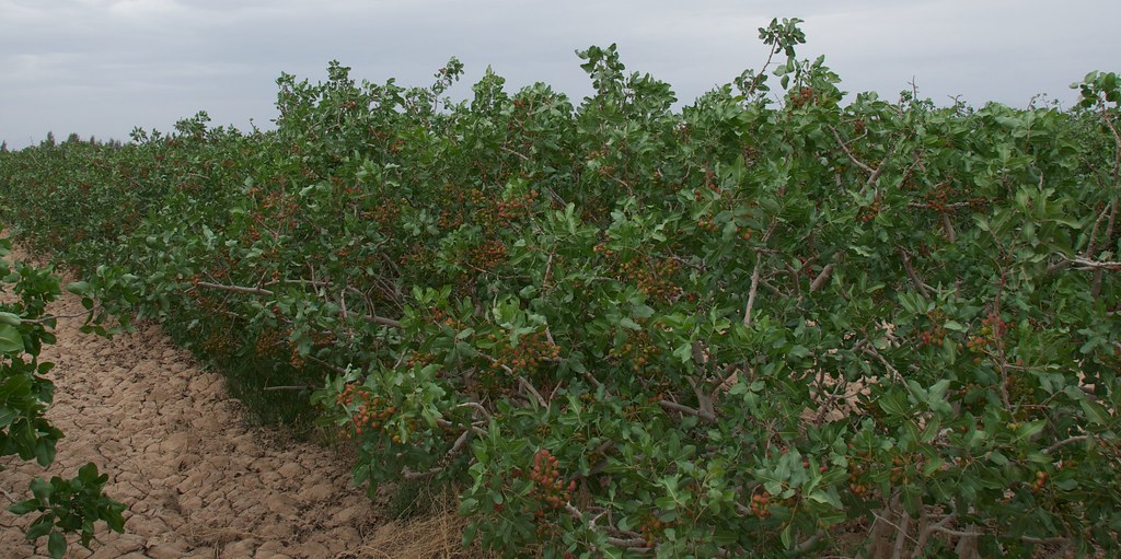 Pistachio growing