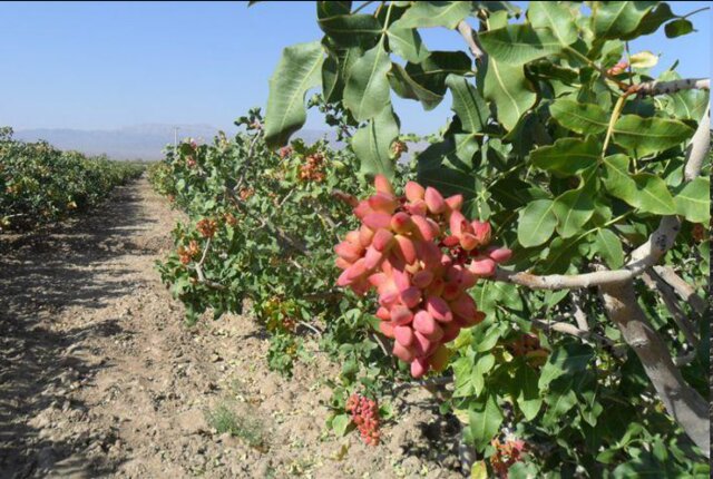 pistachios trees