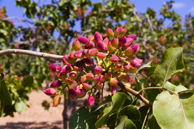 Carbohydrate in pistachios