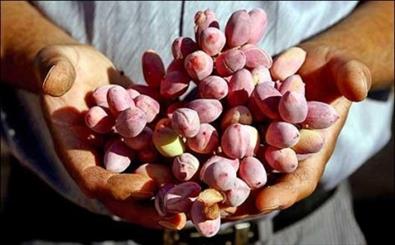 Harvesting Pistachios