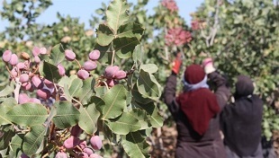 Pistachio Harvesting