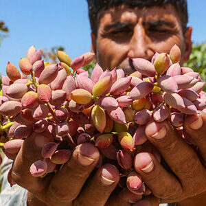 pistachios harvesting