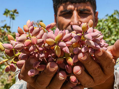 pistachios harvesting