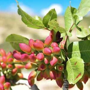 How to grow pistachios?