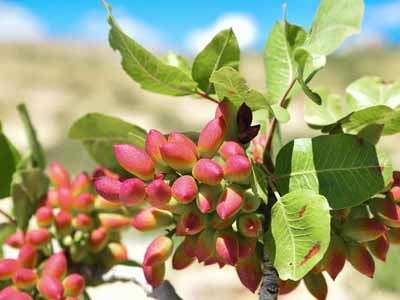 How to grow pistachios?