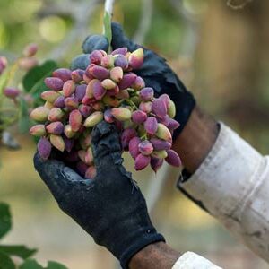 badami pistachios