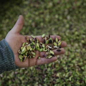 iranian green pistachio