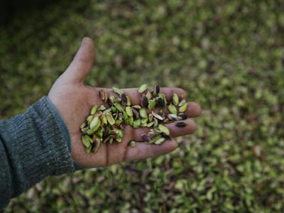 iranian green pistachio