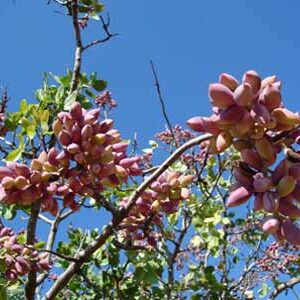 How Are Pistachios Pollinated