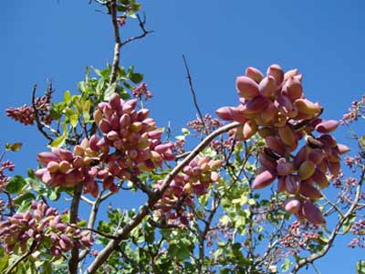 How Are Pistachios Pollinated