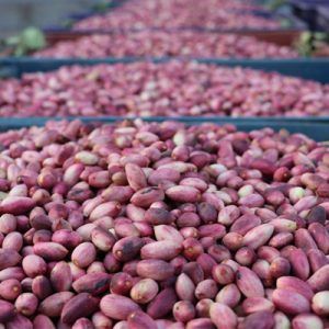 pistachio exporter