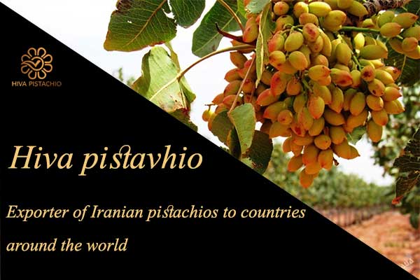 hiva pistachio 