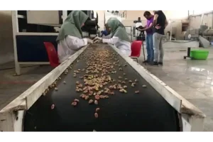 pistachios exporter
