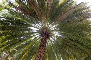 palm tree