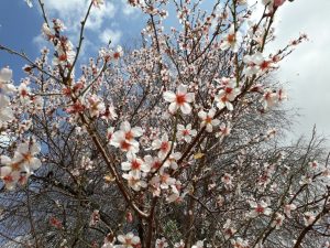 Pistachio tree blossom